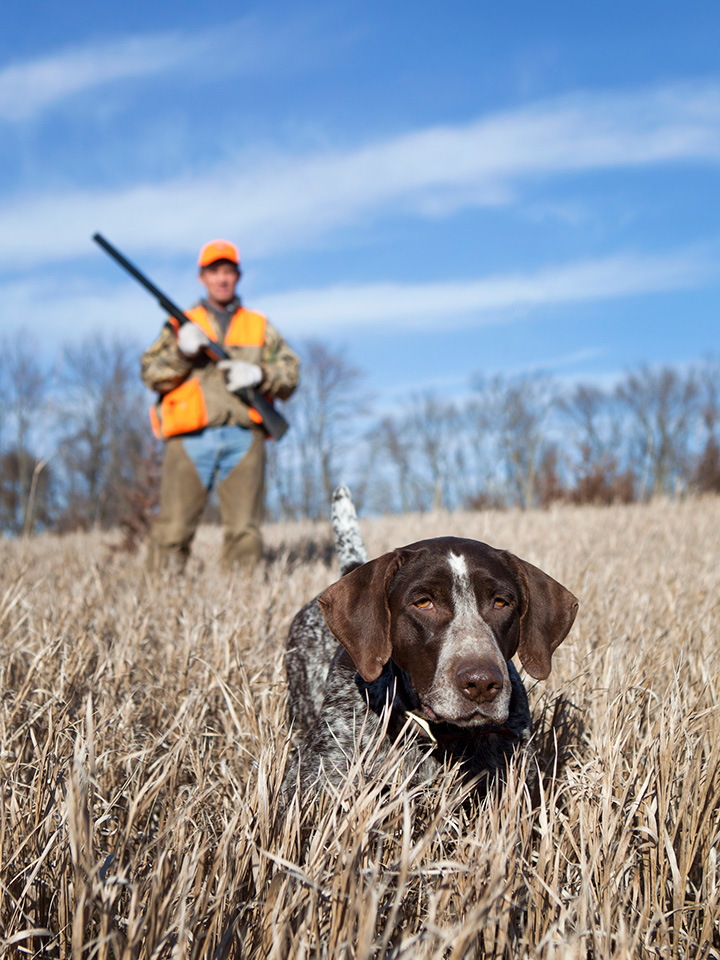 upland bird hunting